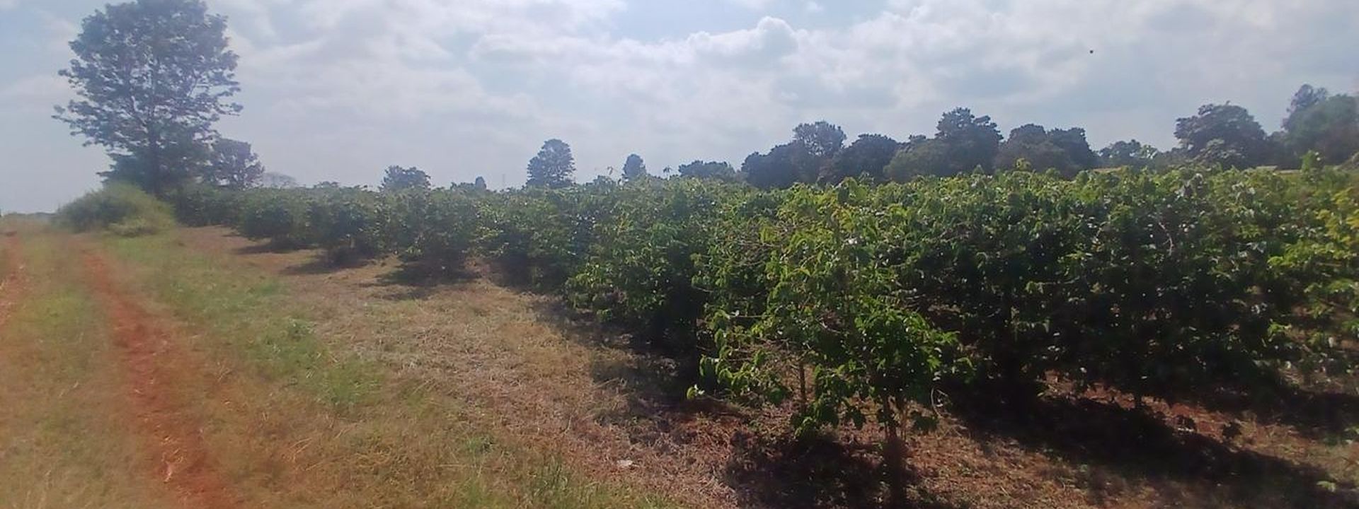 Rows of healthy Arabica on a Central Kenya coffee estate