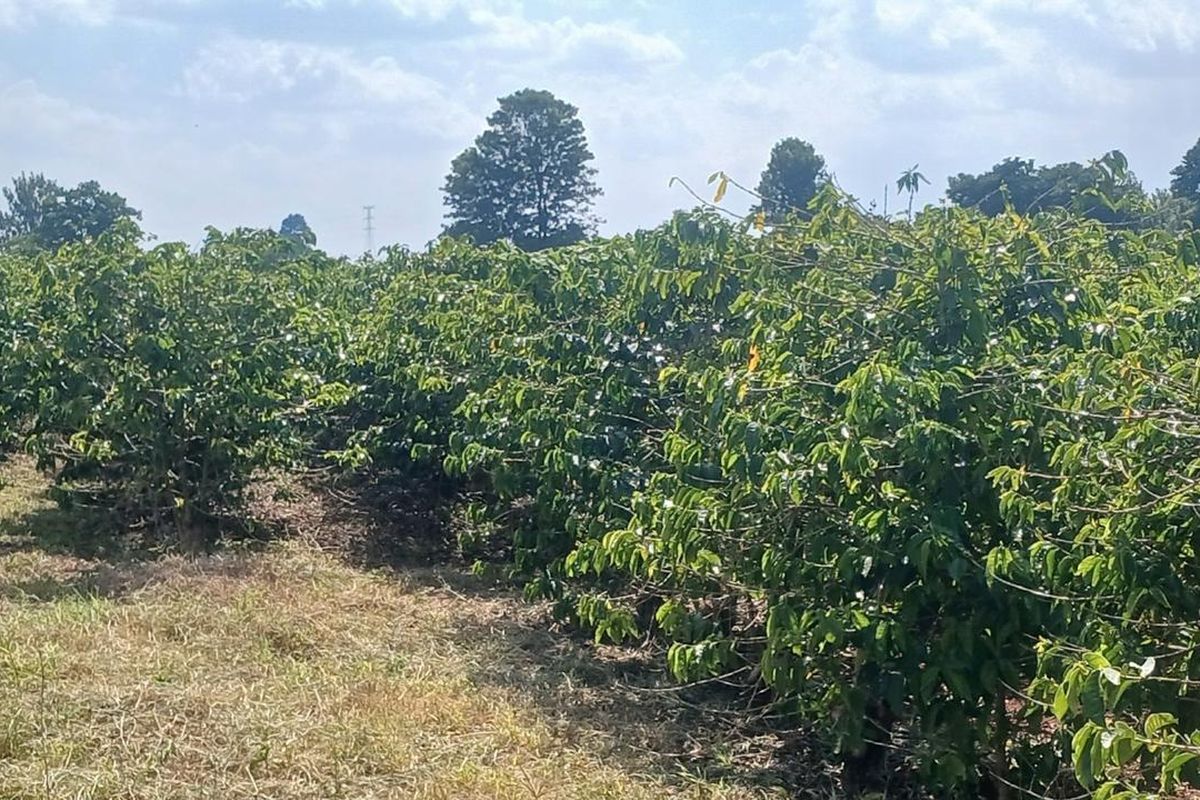 Arabica trees in full canopy on an estate