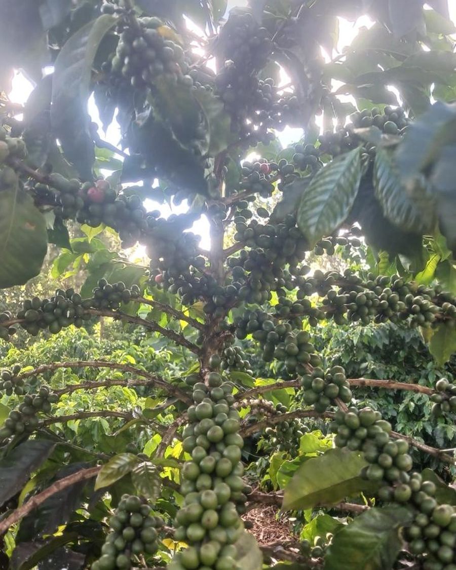 Clusters of green coffee cherries developing on the branch