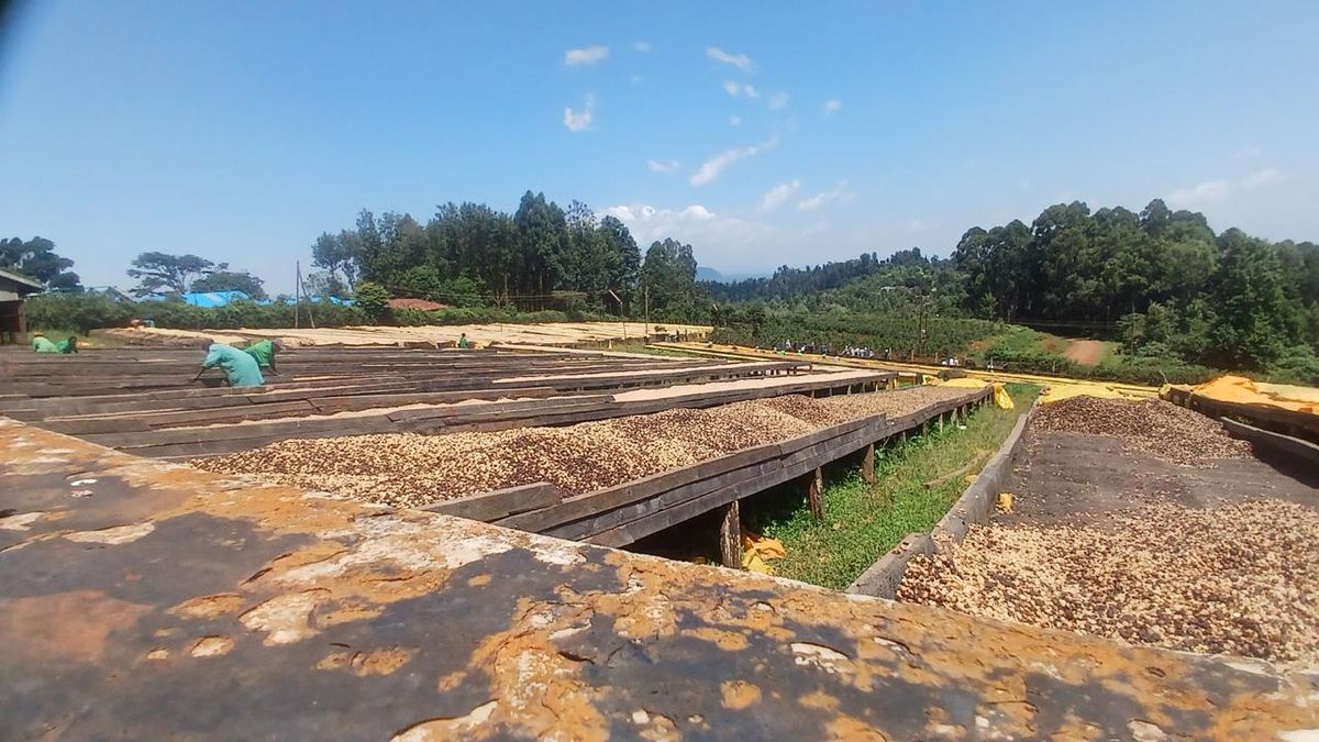 Raised drying tables with parchment coffee at a factory