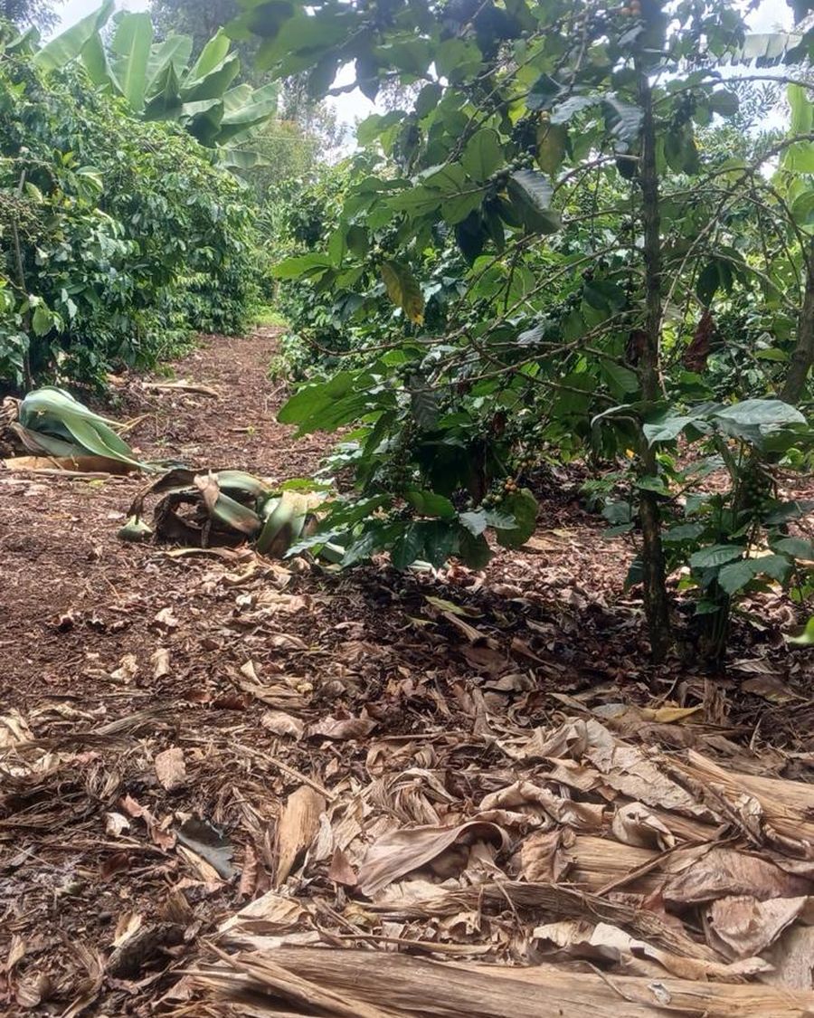 Stumped coffee tree regrowing with mulch cover